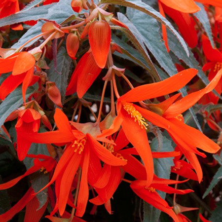 Article en-us | Begonia boliviensis 'Santa Cruz'