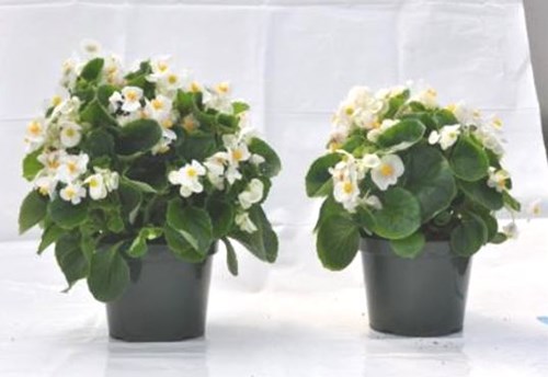 Begonia in PRO-MIX HP-CC MYCORRHIZAE growing medium