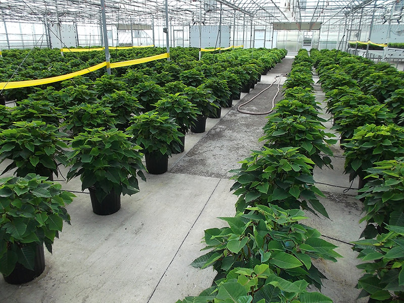 Brohl's Greenhouse Poinsettia Stock Plants