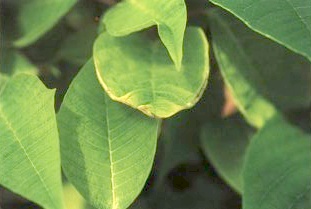 La deficiencia de calcio causa necrosis en el borde de las hojas de la flor de Pascua