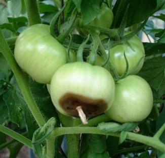 Pudrición apical en un tomate