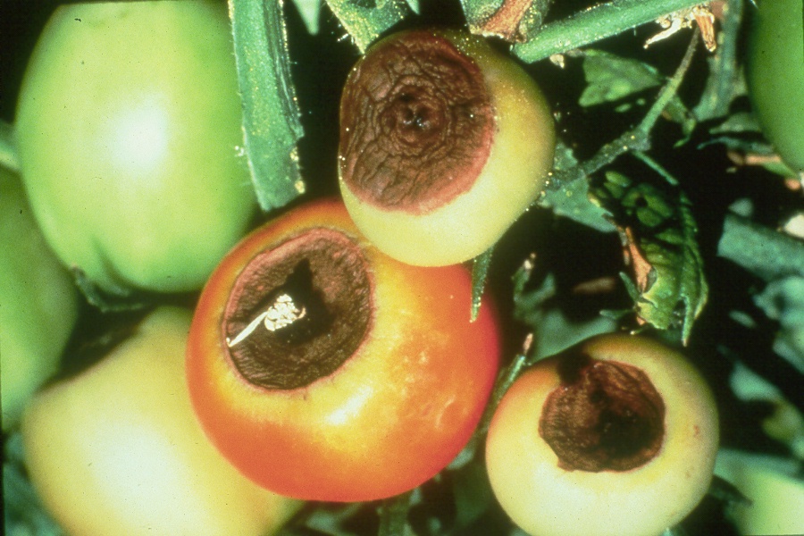 Pudrición apical de tomates provocada por la deficiencia de calcio