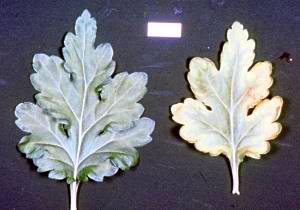 La feuille de chrysanthème à droite présente une carence en cuivre