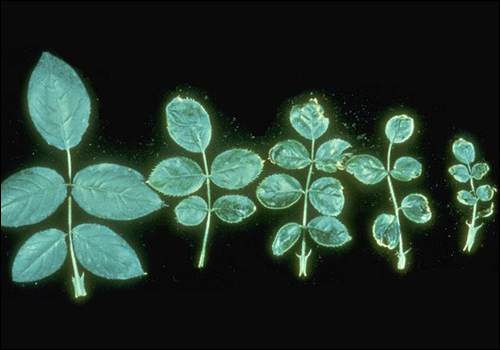 Rose leaf on the left shows copper deficiency