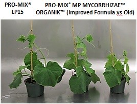 Concombres a 33 jours apres semis PRO-MIX MP MYCORRHIZAE ORGANIK