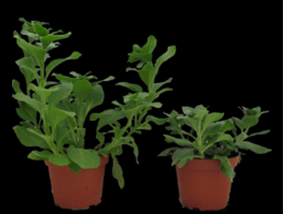 Stem elongation was minimized in the petunia on the right by exposing the plant to a DIF