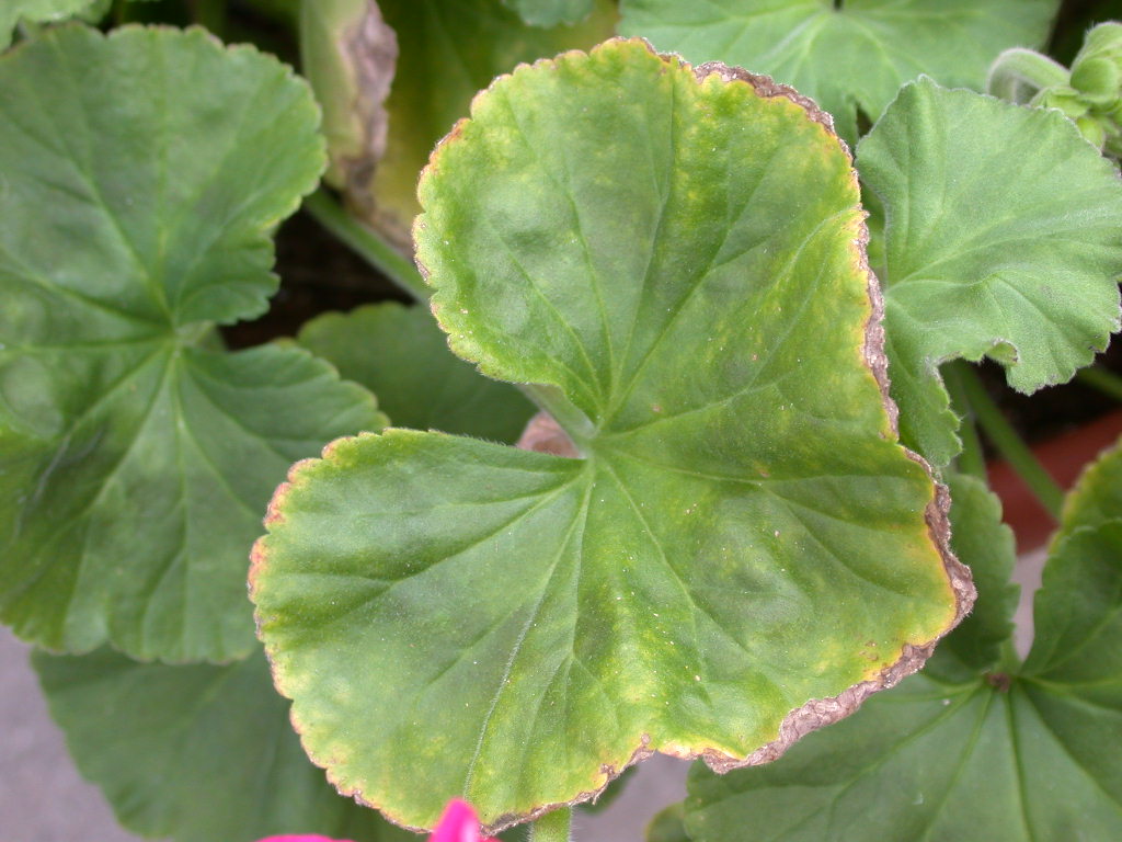 Toxicite en fer-manganese chez un geranium