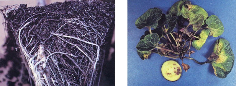 Fusarium wilt on cyclamen and root rot on cordyline.