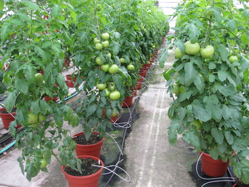 Tomates producidos en invernadero