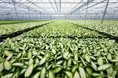 Large plants in greenhouse