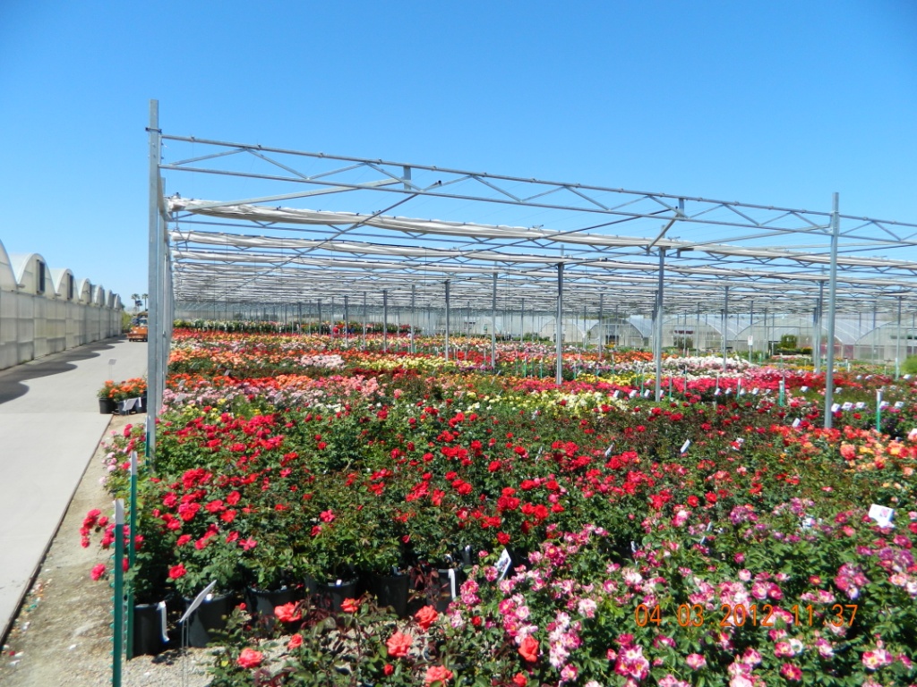 En el Annual Rose Show tienen una enorme selección de rosas listas para ser vendidas