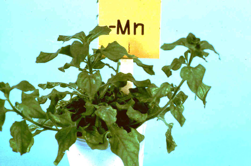 Iron-Manganese toxicity on Geranium