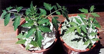 Comparación de plantas de tomate con y sin fertilizante