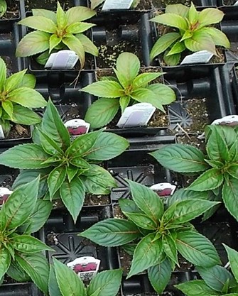 New Guinea impatiens top chlorotic due to reduced fertilizer application, bottom healthy