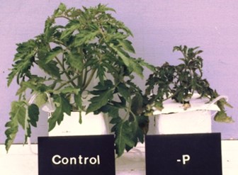 Efectos del fósforo en el crecimiento del tomate