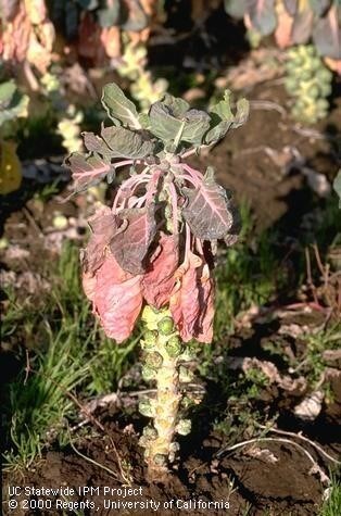 La coloracion purpura o rojiza de las hojas mas viejas es un sintoma de putrefaccion de la raiz por Phytophthora