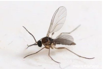 promix greenhjouse creciente adulto hongo mosquito