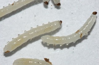 Promix greenhjouse trampa para mosquitos de hongos en crecimiento para larvas
