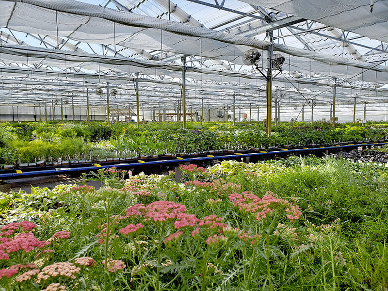 Perennials are placed alphabetically for ease of finding