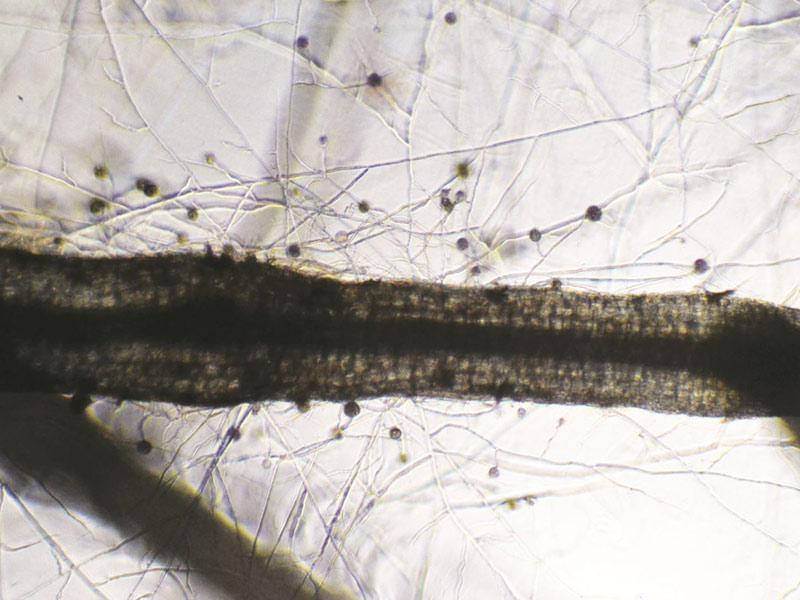 Article en-us | Mycorrhizae from a microscope