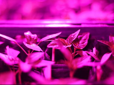 jeune plantes lumière violet