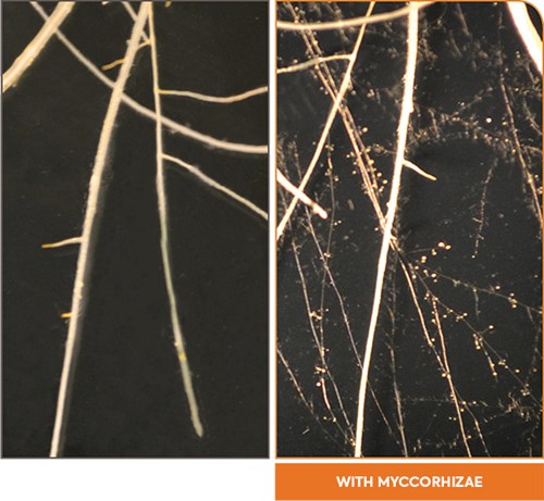 Article en-us | Roots with mycorrhizae