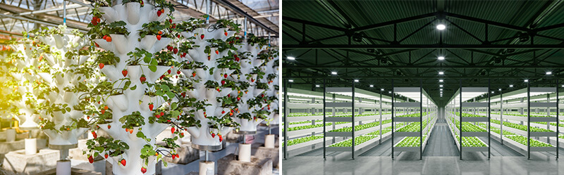 Torres de cultivo vertical hidropónico y gran operación de cultivo vertical interior
