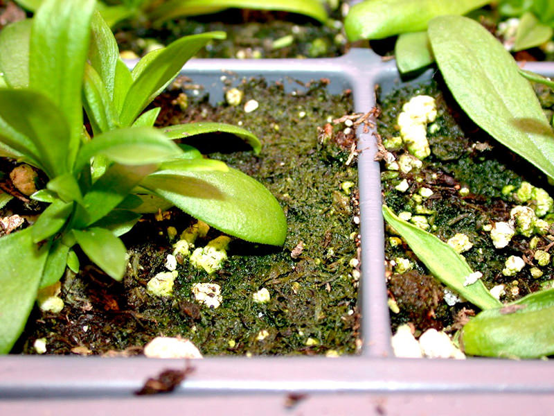 La croissance d'algues vertes a la surface du substrat indique que celui-ci reste excessivement mouille