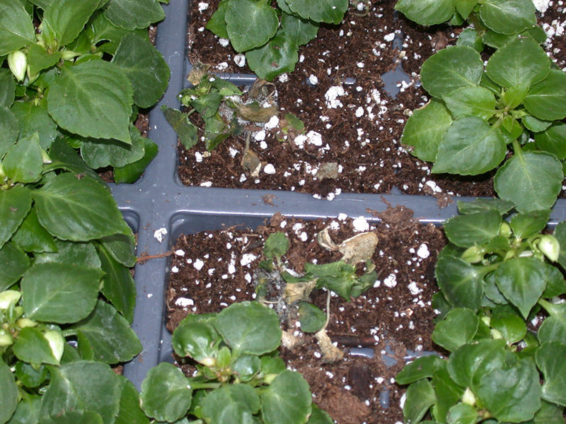 Fusarium Newport Ghs - Semillas impacientes con enfermedades de Premier Tech Horticulture
