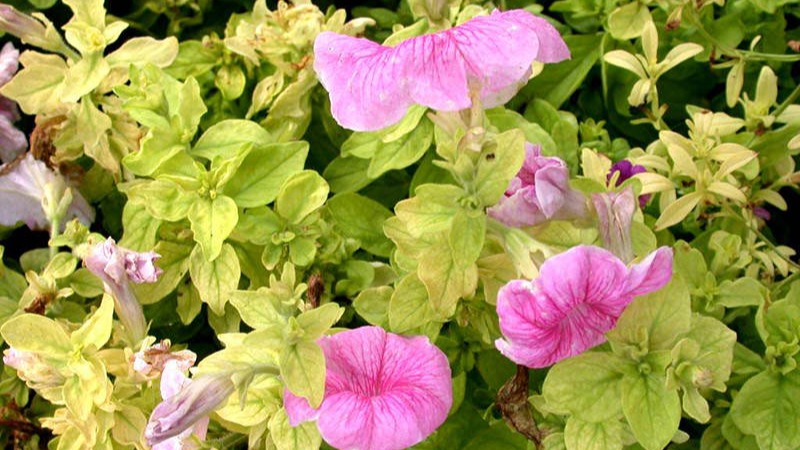 Iron deficiency in petunia due to root rot pathogens.