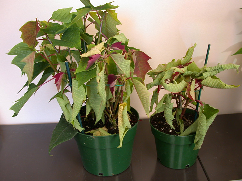 Poinsettias de Rhizoctonia marchitas del cultivo en invernadero PRO-MIX