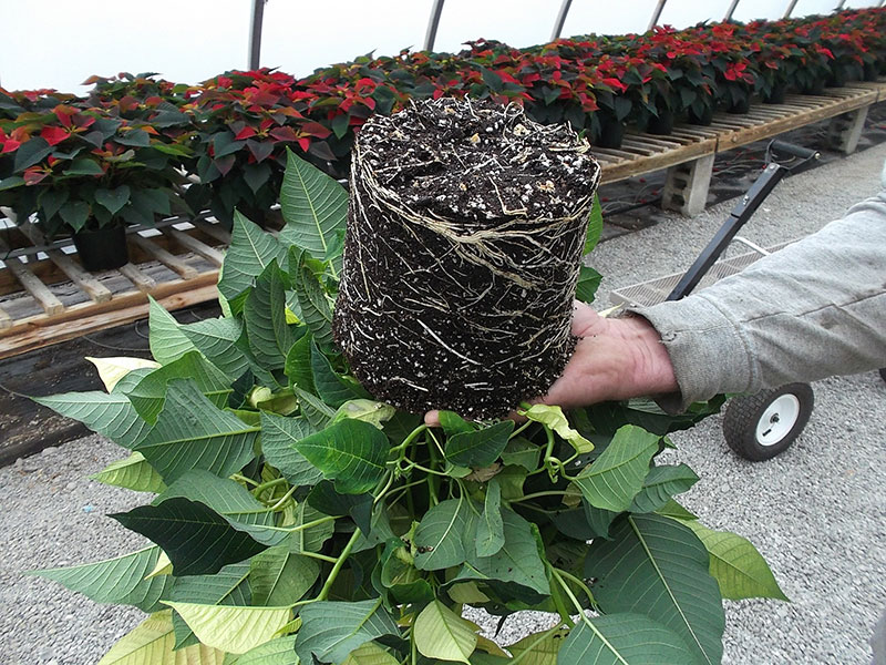 Raíces Poinsettia Gumto PRO-MIX Cultivo en invernadero