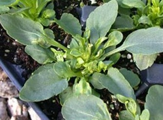 Boron deficiency in Pansy