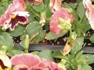 Boron toxicity on Pansy leaves