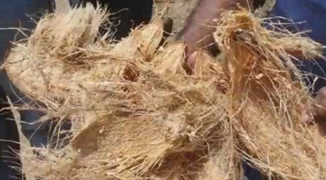 pthorticulture fibra extraída de las cáscaras de coco