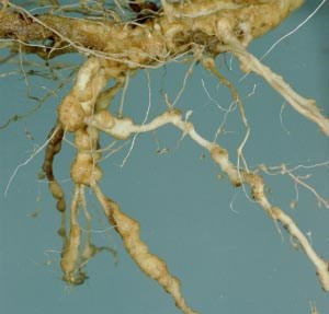  phorticultura agallas de nematodos agalladores en azucenas