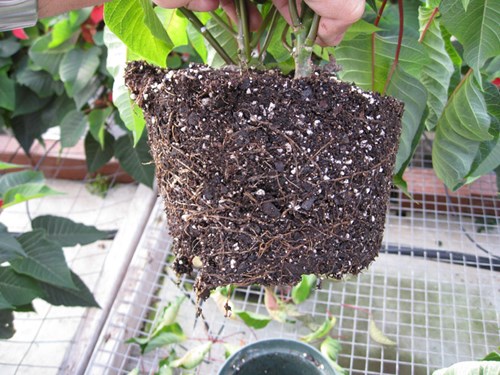 Pourriture pythienne des racines ayant infecte les racines d'un poinsettia, lesquelles sont devenues brunes