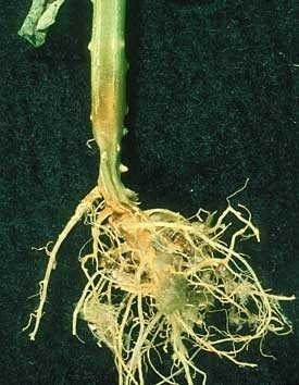 Pudricion de cuello y raiz por Pythium en un pepino de invernadero
