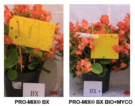 Reduction of Fungus Gnats of Begonia crop