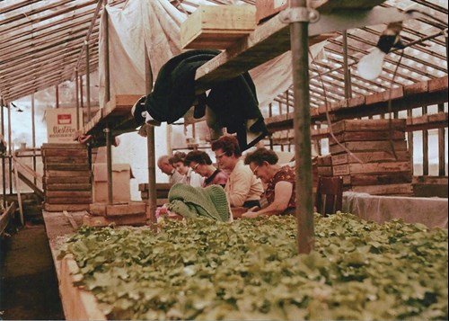 A look back at the early years at Rudy and Son's Greenhouses
