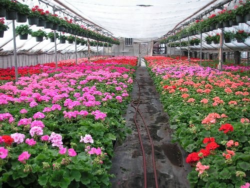 A sampling of the beautiful geraniums that are a landmark at Rudy and Sons Greenhouses