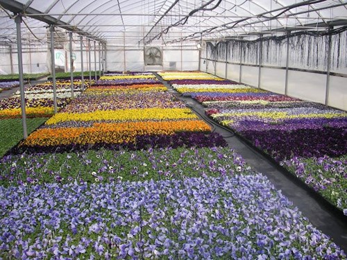 Another great pansy crop in Rudy and Son's Greenhouse