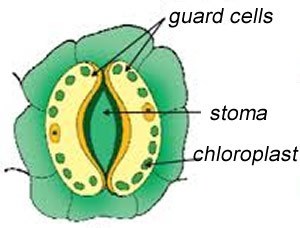 Cellules de garde, Stomate et chloroplaste