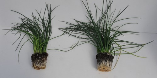 The chives on the right were inoculated with mycorrhizal fungi