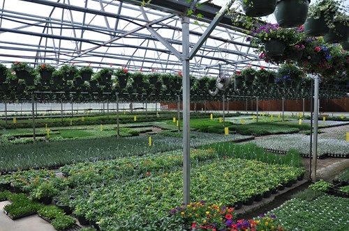 The Fresh Herb Company - Interior del invernadero