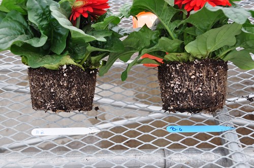 The gerbera on the right was inoculated with mycorrhizal fungi and has more roots