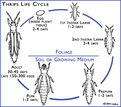 Cycle de vie general des thrips