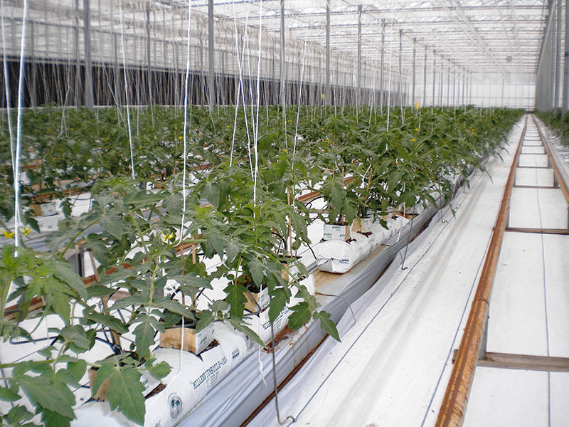 Spacing between rows and plants for optimum crop production and maximize spaced used in the greenhouse