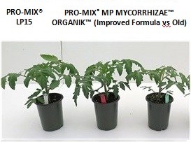 Tomates a 16 jours apres transplantation PRO-MIX MP MYCORRHIZAE ORGANIK
