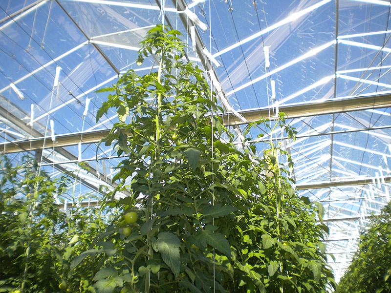 Tomato plants growing up support cables influencing the height of the greenhouse roof